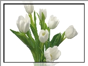 Białe, Tulipany, Łodygi