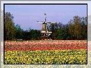 Wiatrak, Tulipany, Holandia