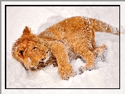 Lew, Śnieg