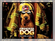 Firehouse Dog, pies, strażak