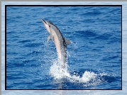 Delfin, Woda, Popisy