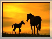 Koń, Źrebak, Zachód, Słońca