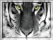 Tygrys, Zielone, Oczy