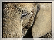 Głowa, Słonia, Uszy