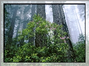 Stany Zjednoczone, Stan Kalifornia, Park Narodowy Redwood, Las, Drzewa, Mgła, Krzew, Różanecznik, Rododendron
