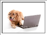 Pies, Golden retriever, Laptop