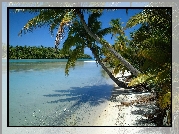 Aitutaki, Wyspy Cooka, Woda, Palmy, Nowa Zelandia