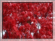 Drzewo, Czerwone, licie, Jesie