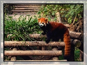 Panda, Mała, Czerwona, Drabinka, Bambus