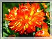 Pomaraczowy, Kwiat