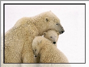 Niedźwiedzie, Polarne, Mama, Młode