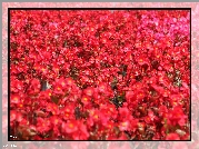 Czerwone, Kwiaty, Rabatowe