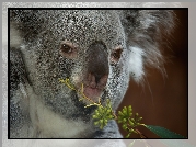 Koala, Głowa, Gałązka