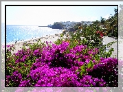 Morze, Plaża, Kwiaty, Hiszpania