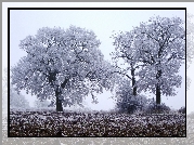 Pola, Drzewa, Zima