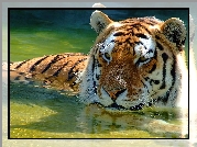 Tygrys, Rzeka, Kąpiel