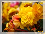Żółte, Kwiaty, Rabatowe