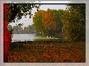 Rzeka, Łabędzie, Kaczki, Drzewa, Jesień