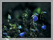 Niebieskie, Kwiatki, Fractalius