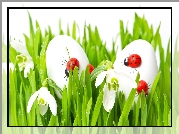 Wielkanoc, Wiosna, Jajka, Przebiśniegi, Biedronki