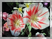 Rozkwitnięte, Tulipany