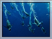 Nurkujące, Pingwiny, Morze