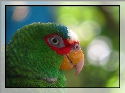 Papuga, Amazonka Białoczelna, Głowa