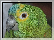 Papuga, Amazonka, Głowa