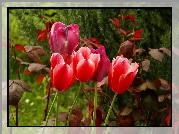 Czerwone, Tulipany, Listki