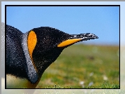 Pingwin, Głowa