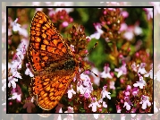 Motyl, Rowe, Kwiatki