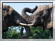 Słonie, Trąby, Głowy