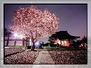 Japonia, Oświetlony, Domek, Kwitnące, Drzewo, Wiśnia, Chodnik, Wieczór