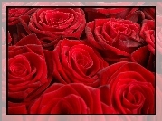 Czerwone, Róże
