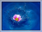 Kwiat, Woda