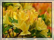 Kwiaty, Żółte, Azalie, Różanecznik