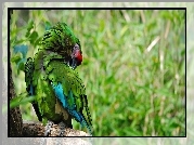 Zielona, Papuga, Ara