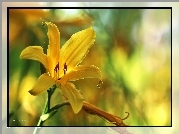 Liliowiec, Żółty, Kwiat