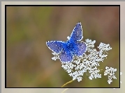 Niebieski, Motyl, Motylek, Białe, Kwiatki