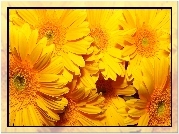Żółte, Kwiaty, Gerbery