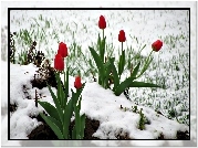 Czerwone, Tulipany, Śnieg
