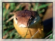 Wąż, Kobra Królewska, Rozmycie