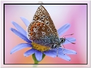 Motyl, Modraszek, Kwiat