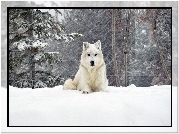 Zima, Śnieg, Biały, Wilk