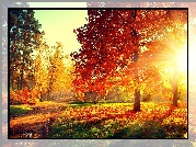 Jesień, Park, Aleja, Drzewa, Promienie Słońca