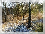 Las, Brzozy, Śnieg
