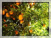 Drzewko, Pomarańczowe, Dojrzałe, Owoce