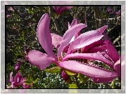 Kwiat, Magnolia, Makro
