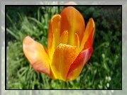 Pomarańczowy, Tulipan