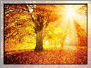 Promienie słońca, Drzewo, Liście, Jesień